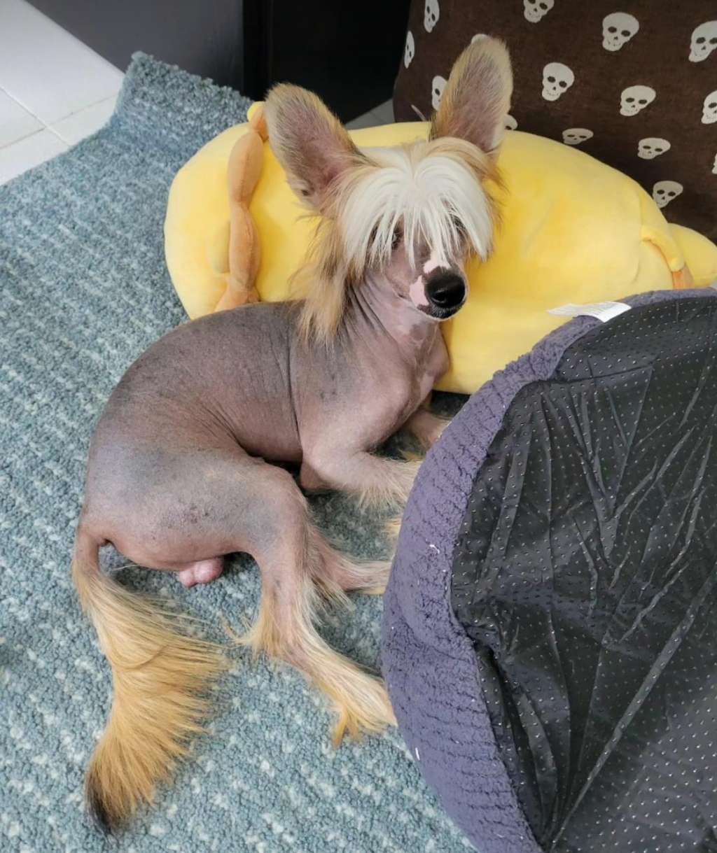 Rosa sinensis of Tee Four