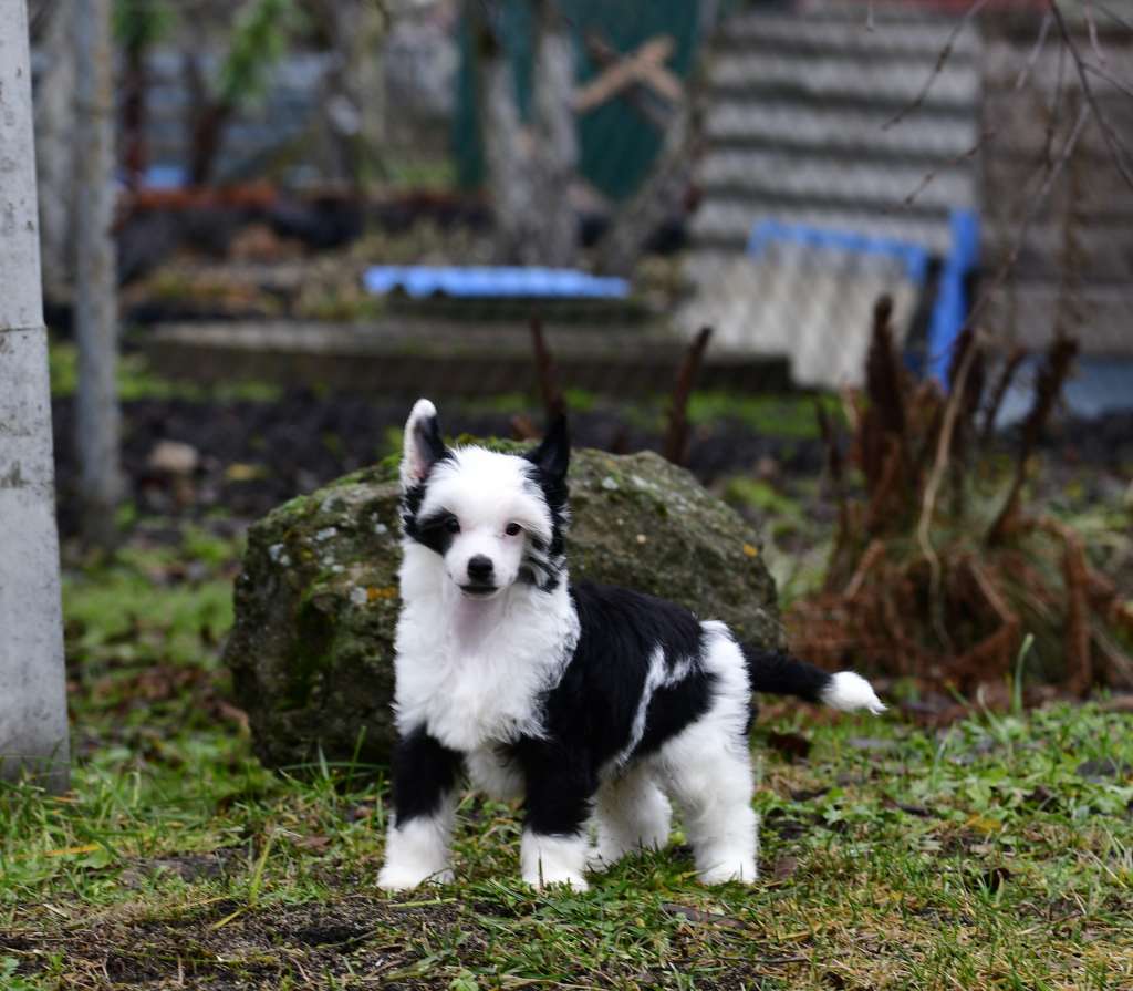 Rahat Loukoum Winning Smile