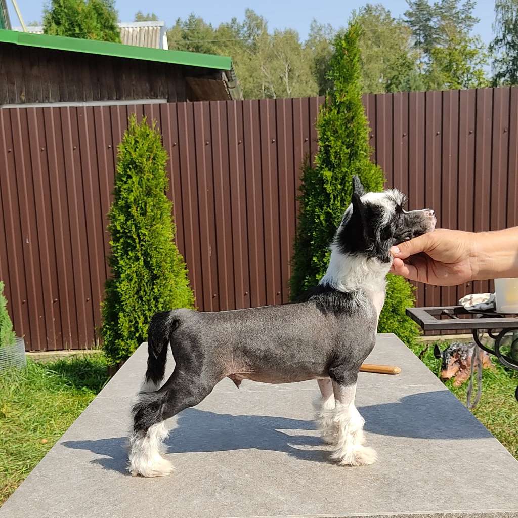 Sol'tanto Goodie Poisedon