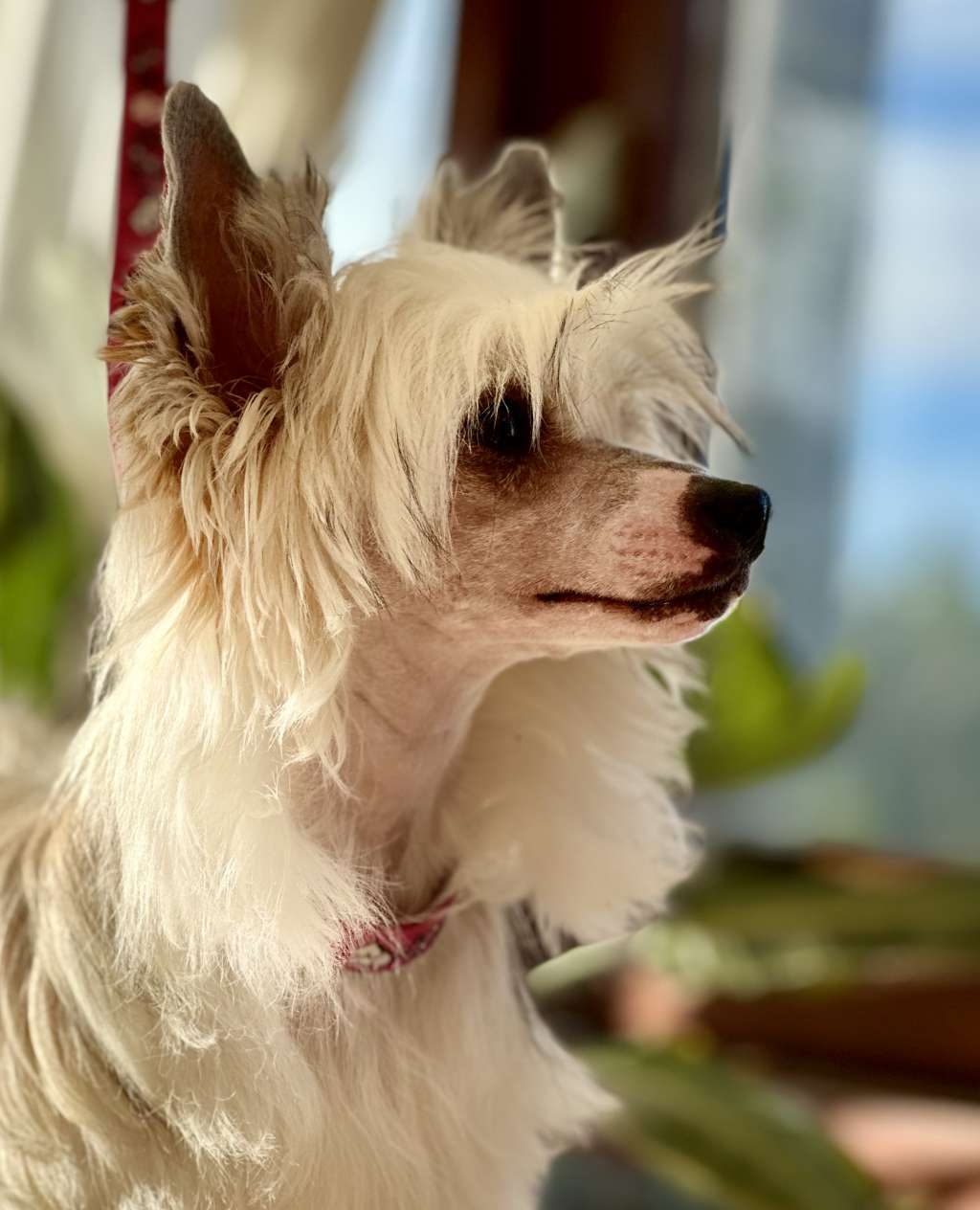 Uniq Miss Rose von Shinbashi