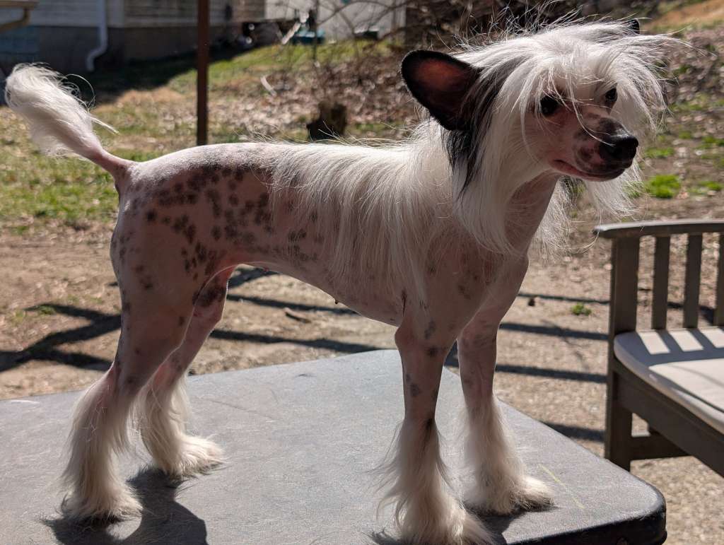 AV Dragon's Bells Of Silver & Gold