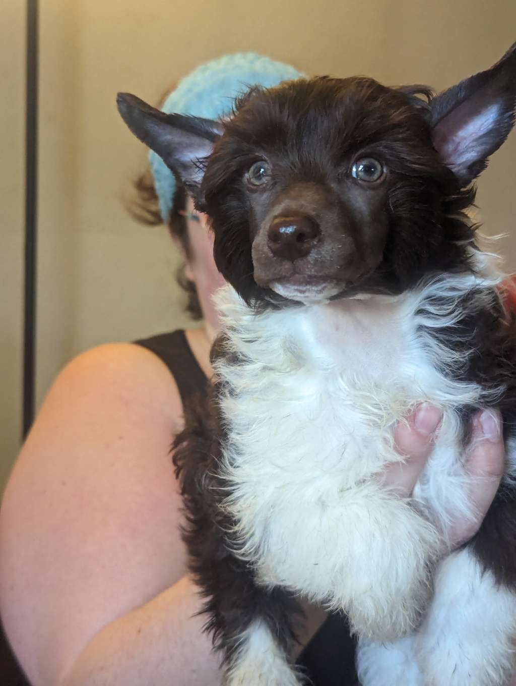 Av Dragon's I've Got Spring Fever