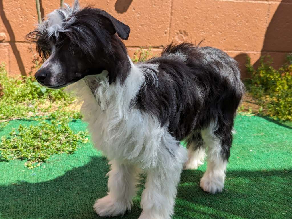 Av Dragon's Where Bluebells Bloom