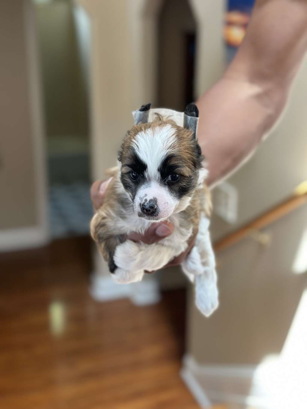 Fairwinds Johnny Be Goode