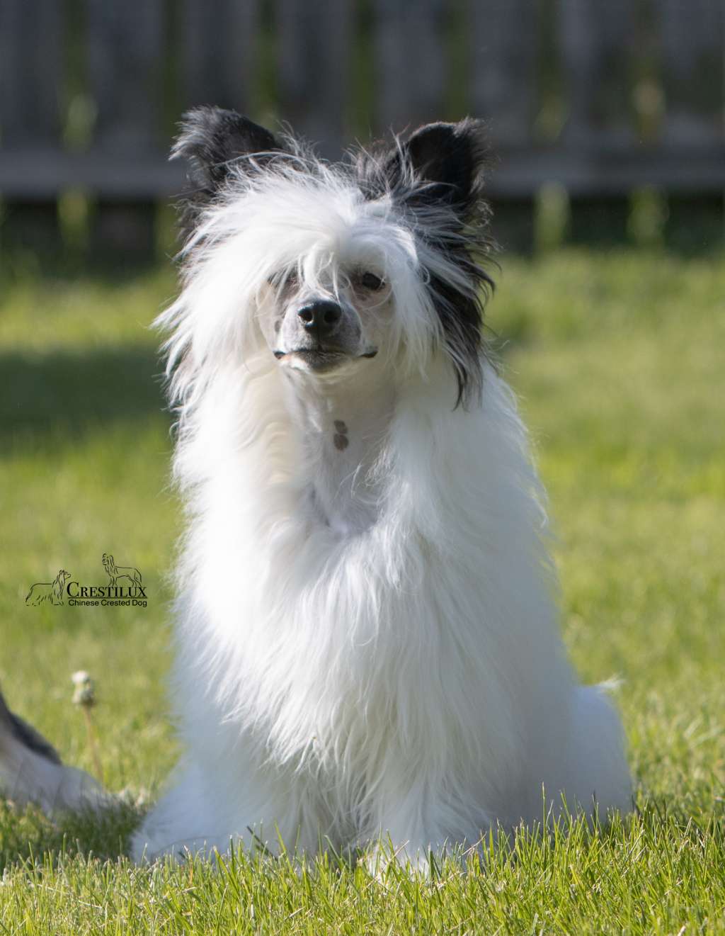 Crestilux Kriss Kross