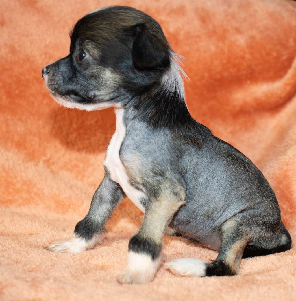 Crestilux Knick Knack