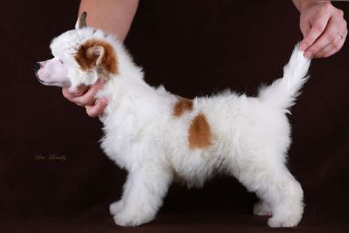 Star Beauty Noisy Boy