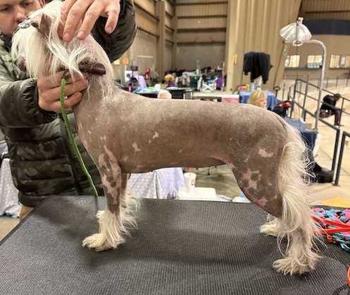 Just Cresteds Mini Pearl