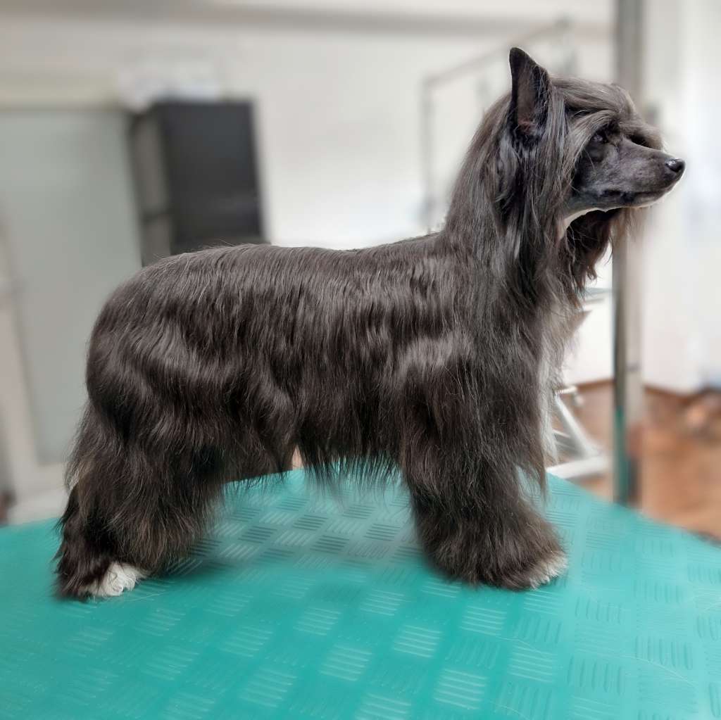 Vanellus Indicus Amaterasu