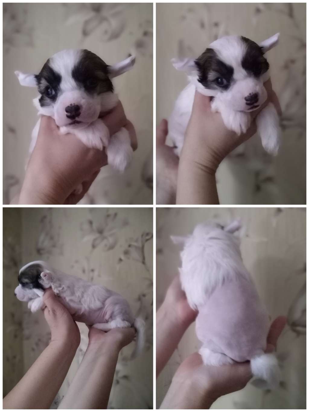 Kovimoti Rita Hayworth