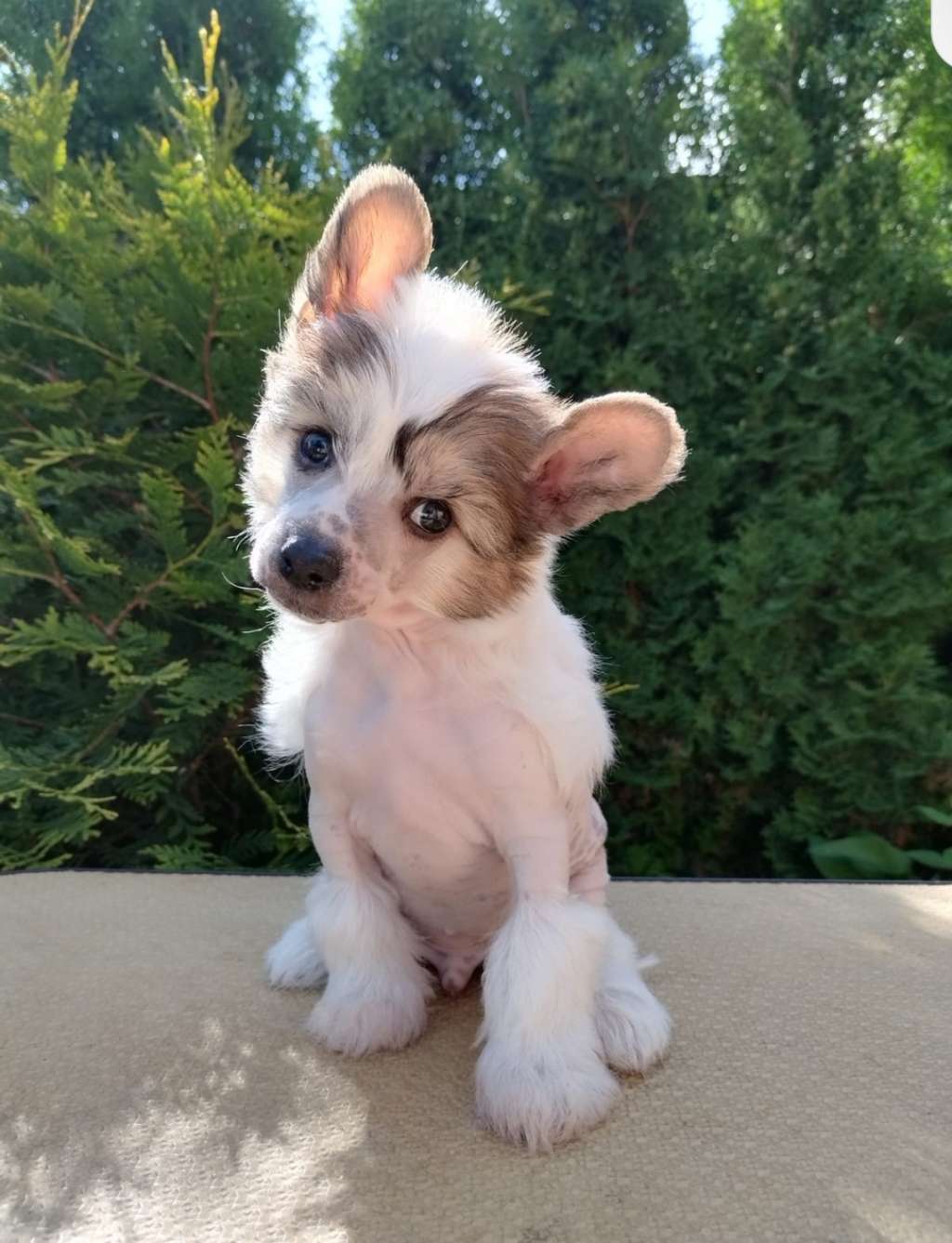 Kovimoti Sirius Lucky Star