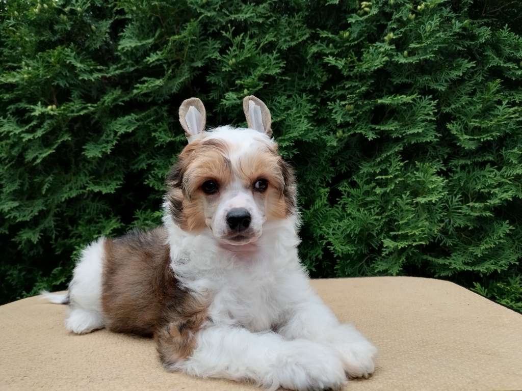 Kovimoti Silvio Berluskoni