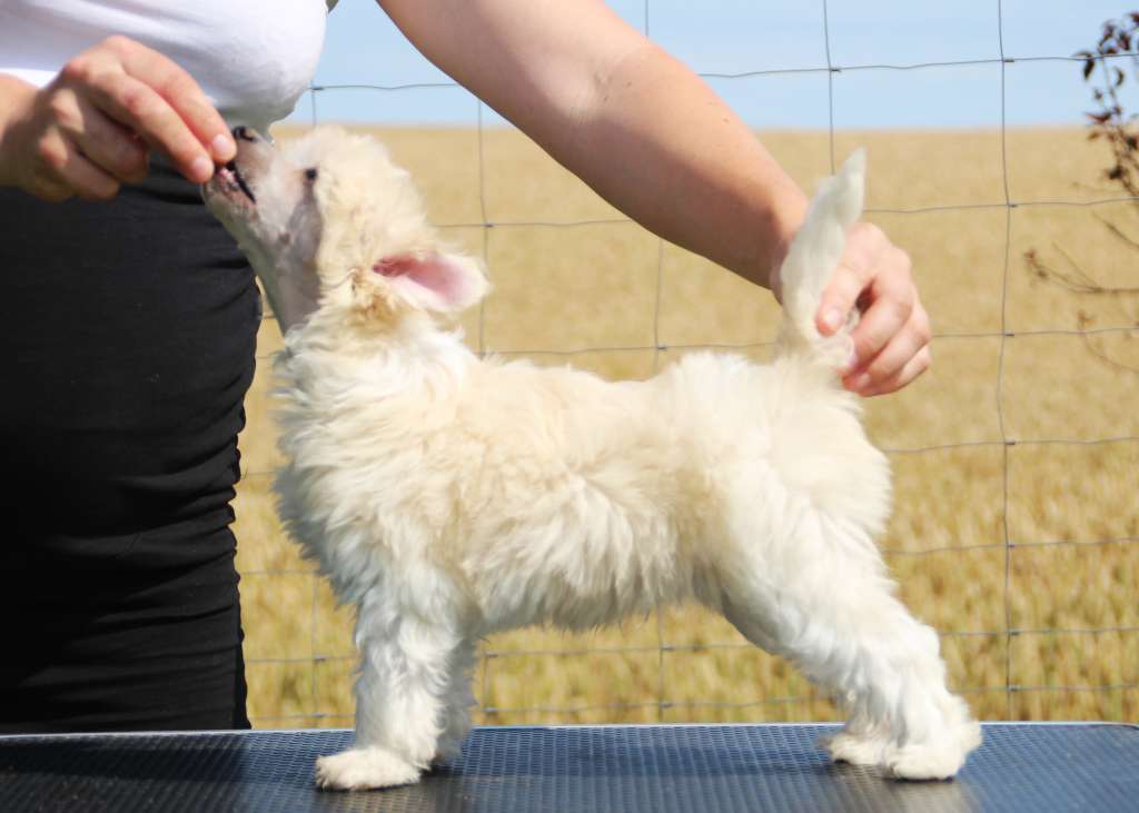 Leed's Infinity Combusting Hydrogen