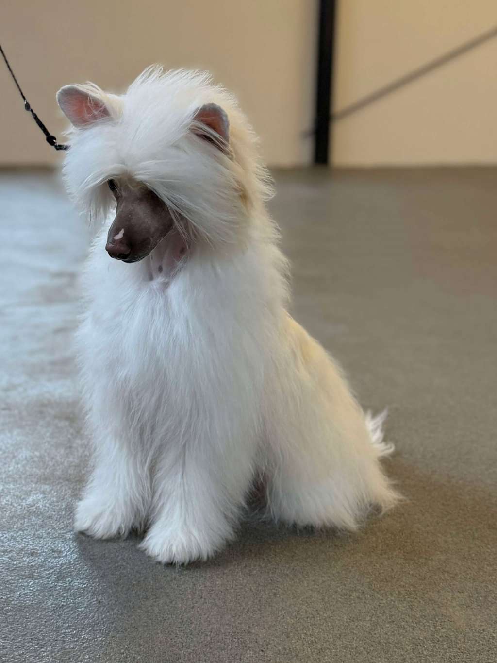 Leed's Infinity Liquid Oxygen