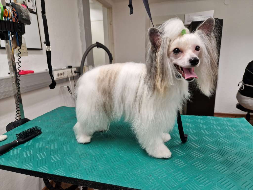 Vanellus Indicus Aglaisio