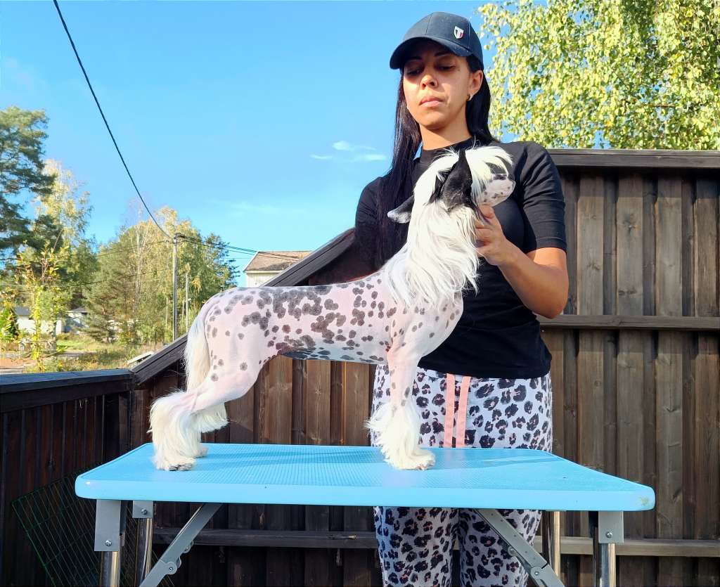 CHIKA Kolekcja Szuwarka