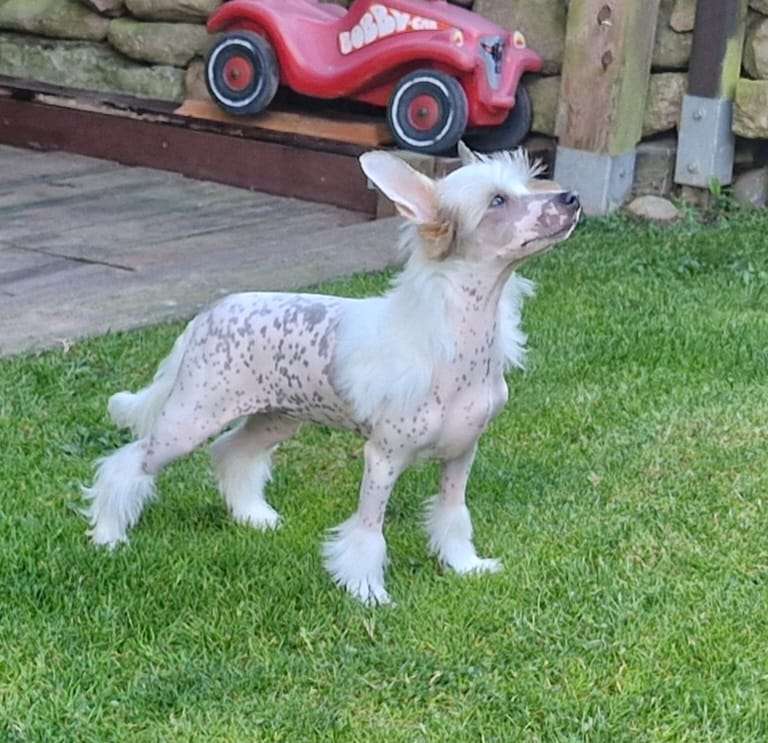 Platinum vom Apfelland