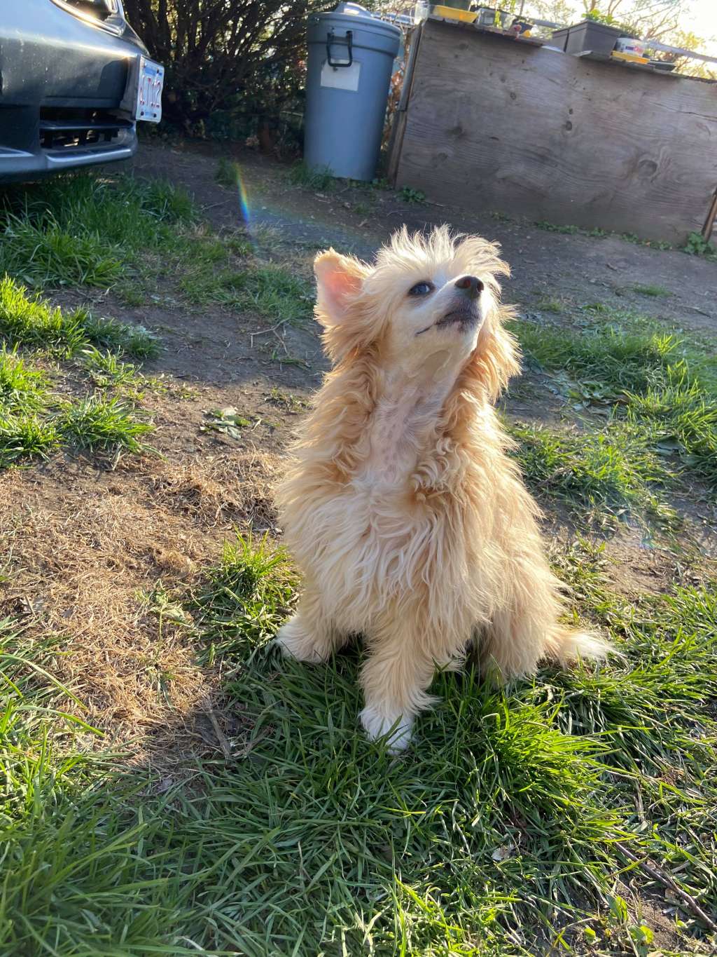 DaoDog Cassandra Caramel