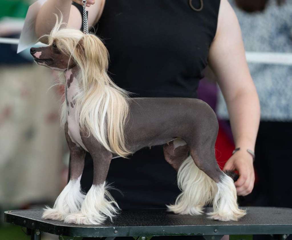 Bryelis Oh I Wanna Be Famous JW