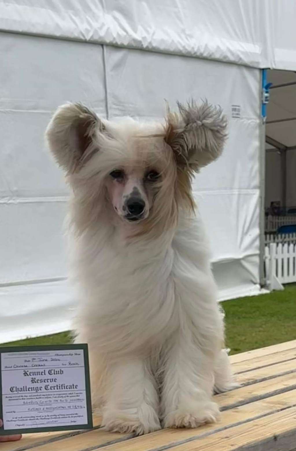 Bryelis Go With The Flo to Ynchreenoo