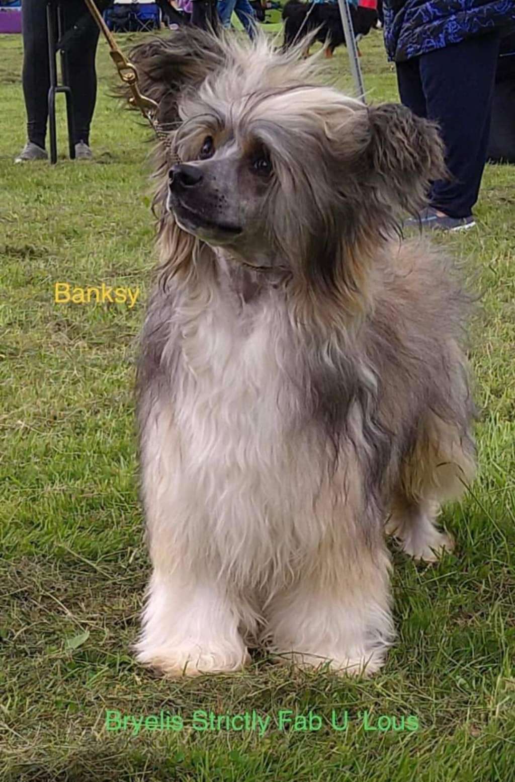 CH. Bryelis Strickly Fab U 'Lous