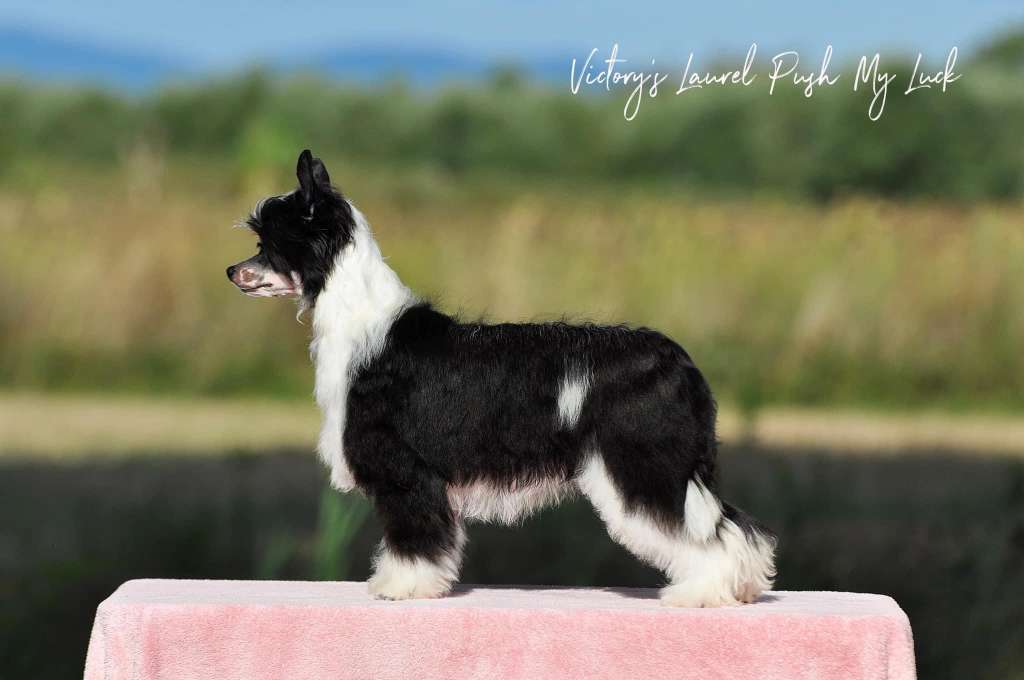 Victory's Laurel Push My Luck