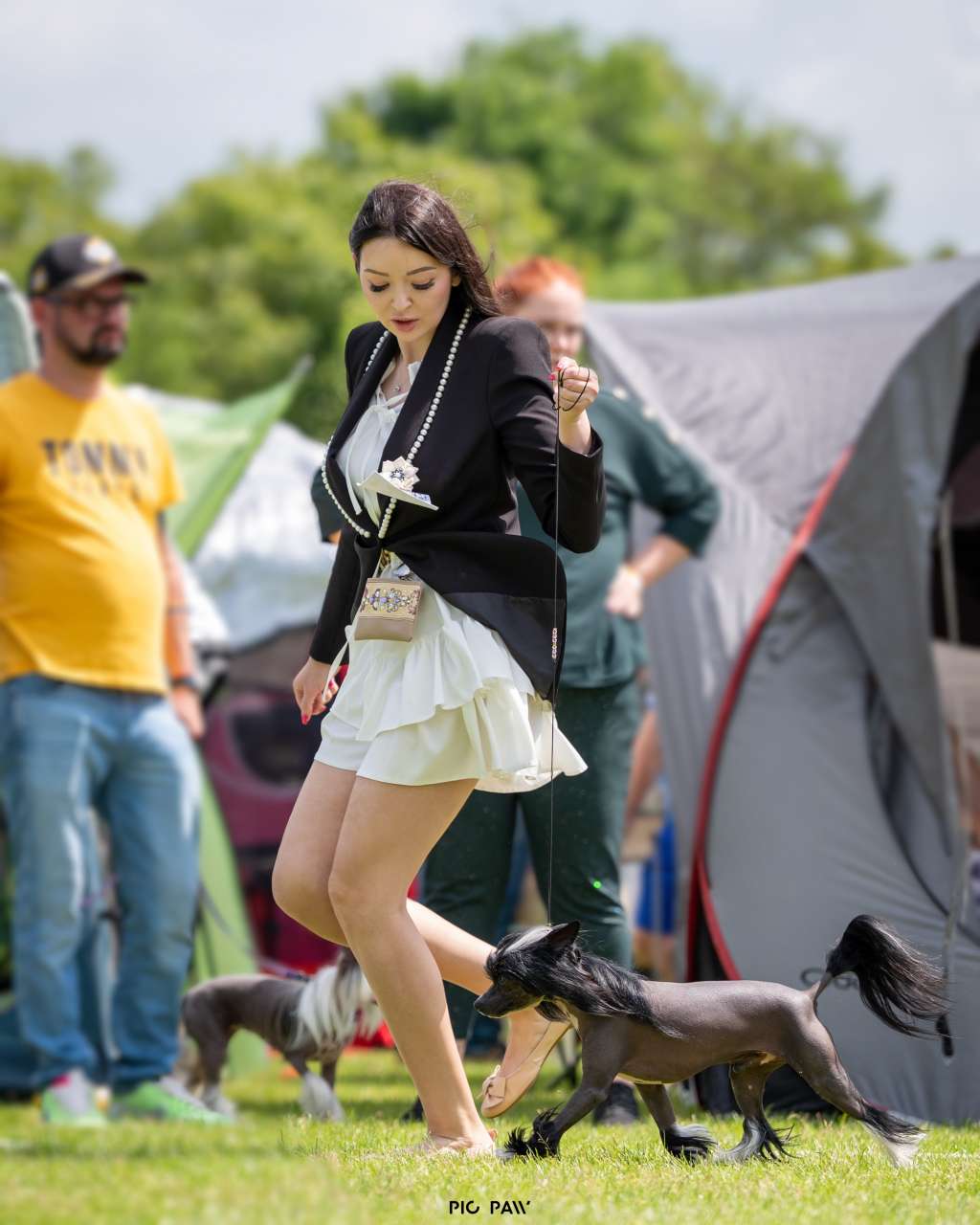 ASTERIX Kolekcja Szuwarka