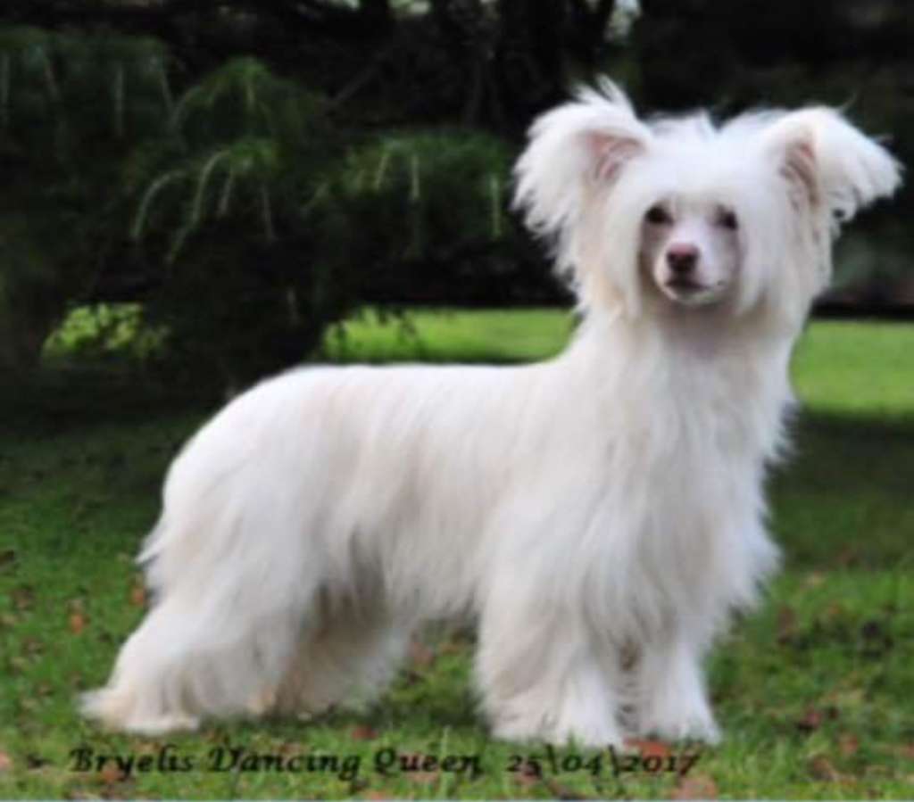 Bryelis Dancing Queen JW