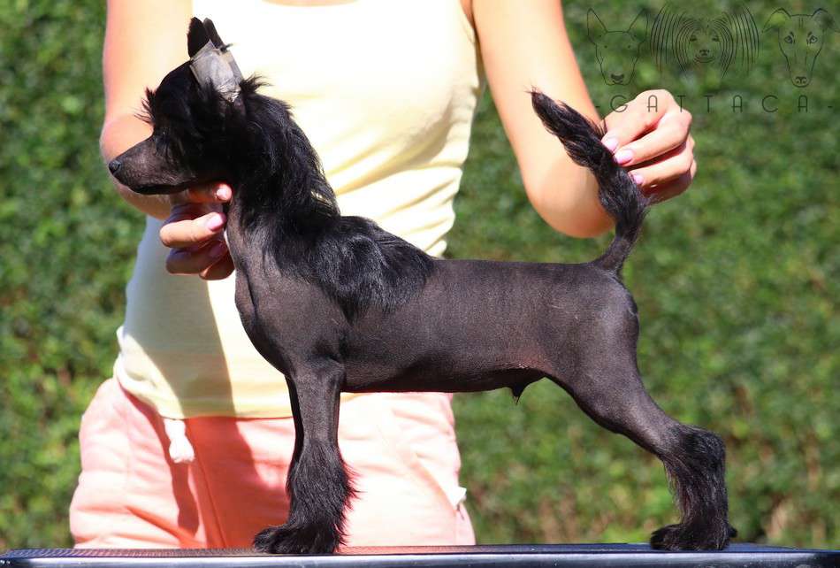 Loverdose Diesel Gattaca