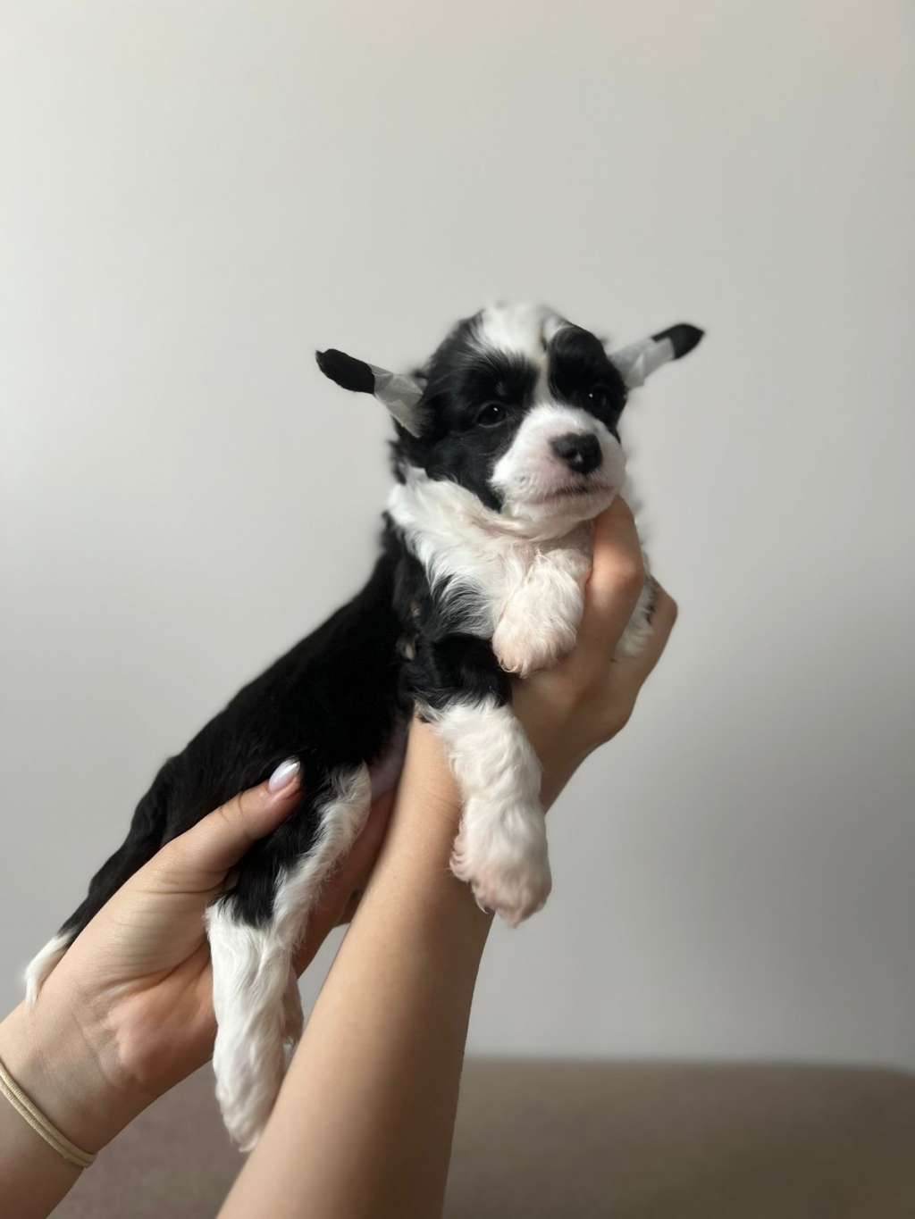 Elance Louange Arsibald William Carmichael