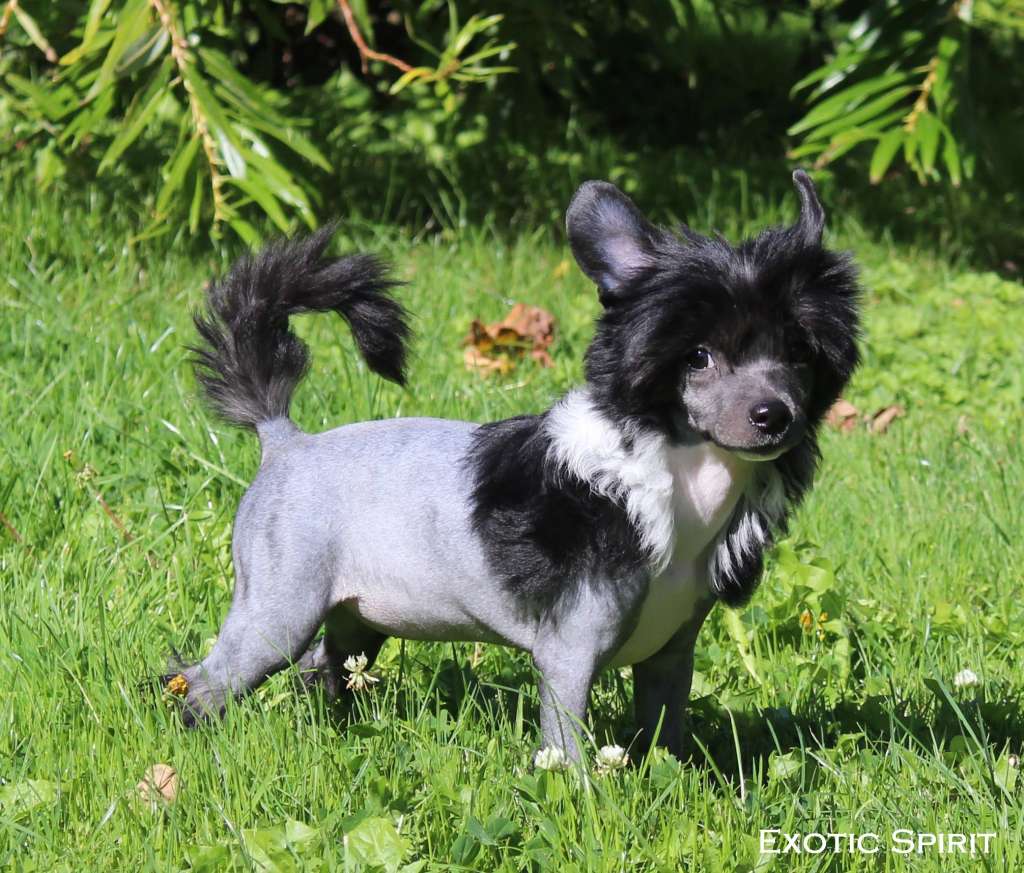 Exotic Spirit VVonderland Fairy