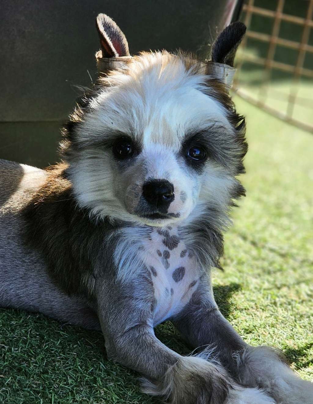 Etiopia Dream Of Coffee FCI