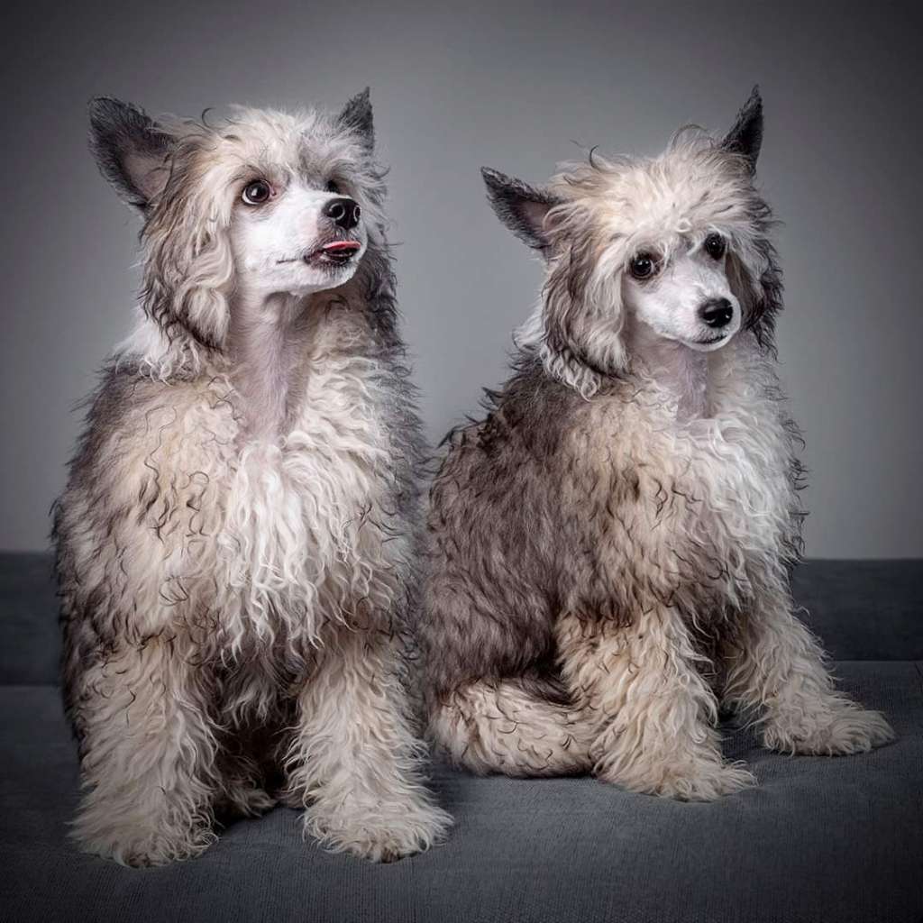 El Sol Dream Of Coffee FCI