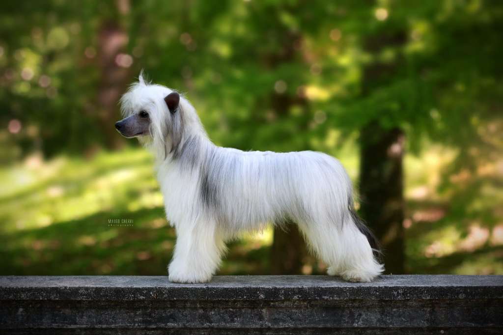 El Gato Dream Of Coffee FCI