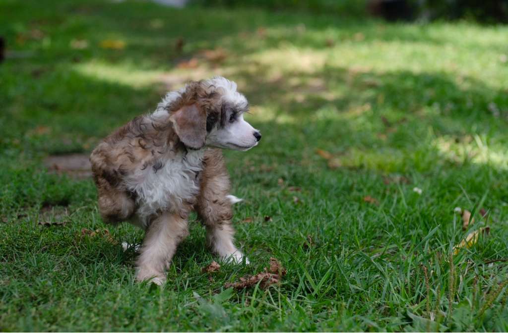 Elance Louange Lewis