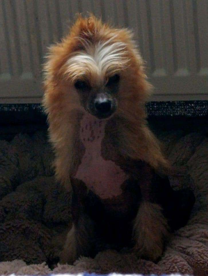 Beauty Incomparable Golden Rose