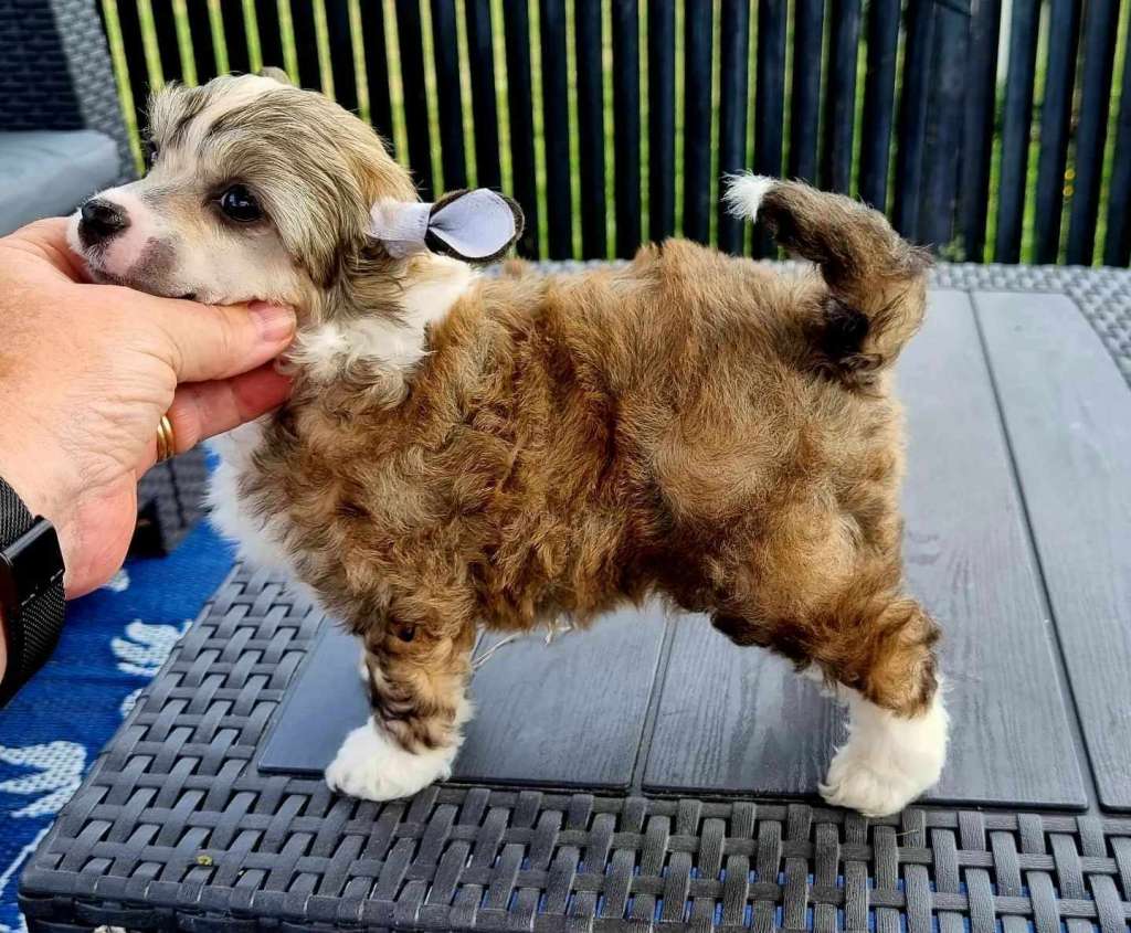 Tournais Yummy in My Tummy