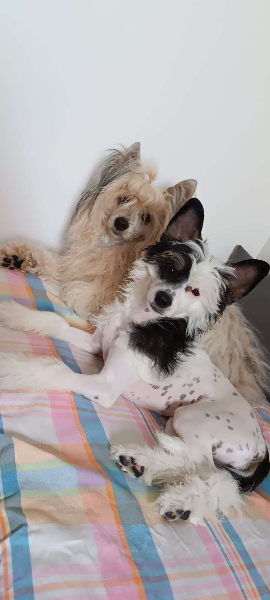 Il était une fois x Pepper Poots