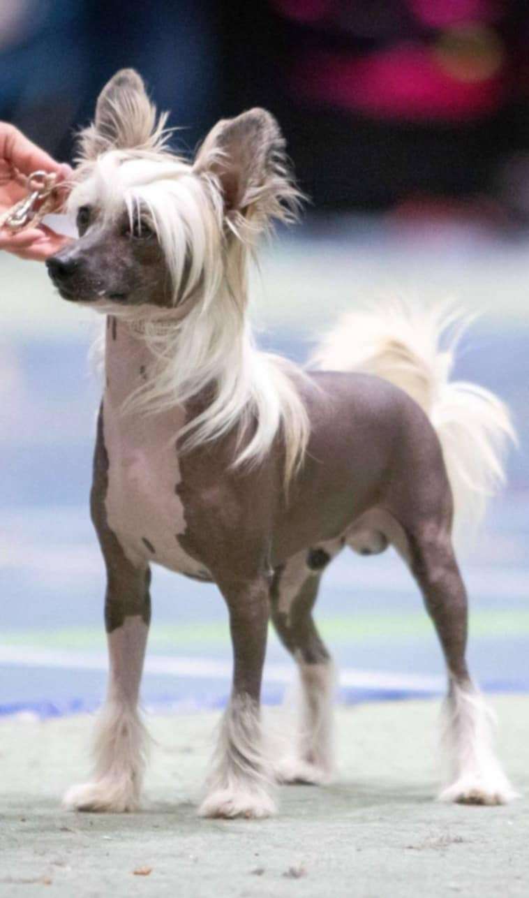 Moelmo's Chase Your Dreams