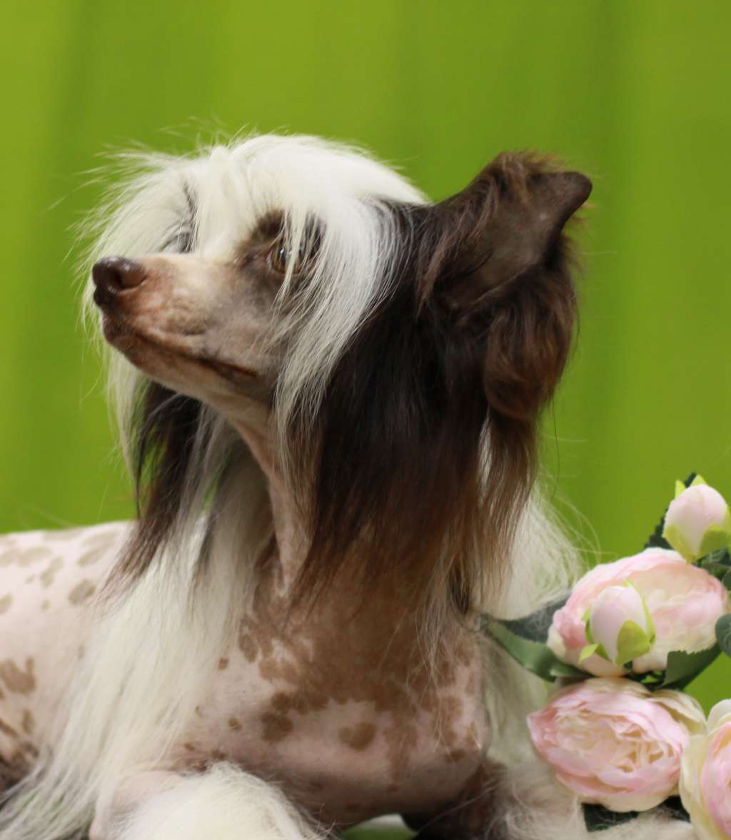 Ovatii Vasilek Ot'vasilinki