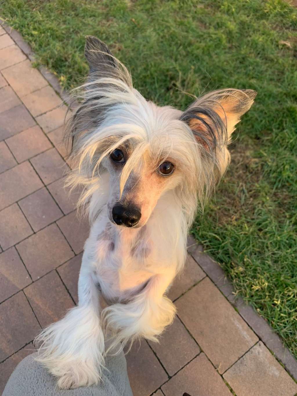 FIGARO Dneprovskoye Solntse