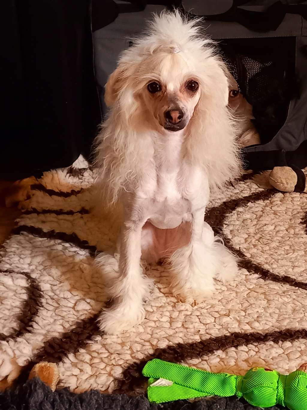 Bobbelpops Botswana Ayla