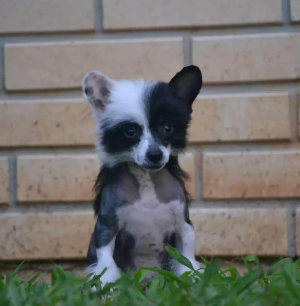 Eashik Kwan Yuri Isabela