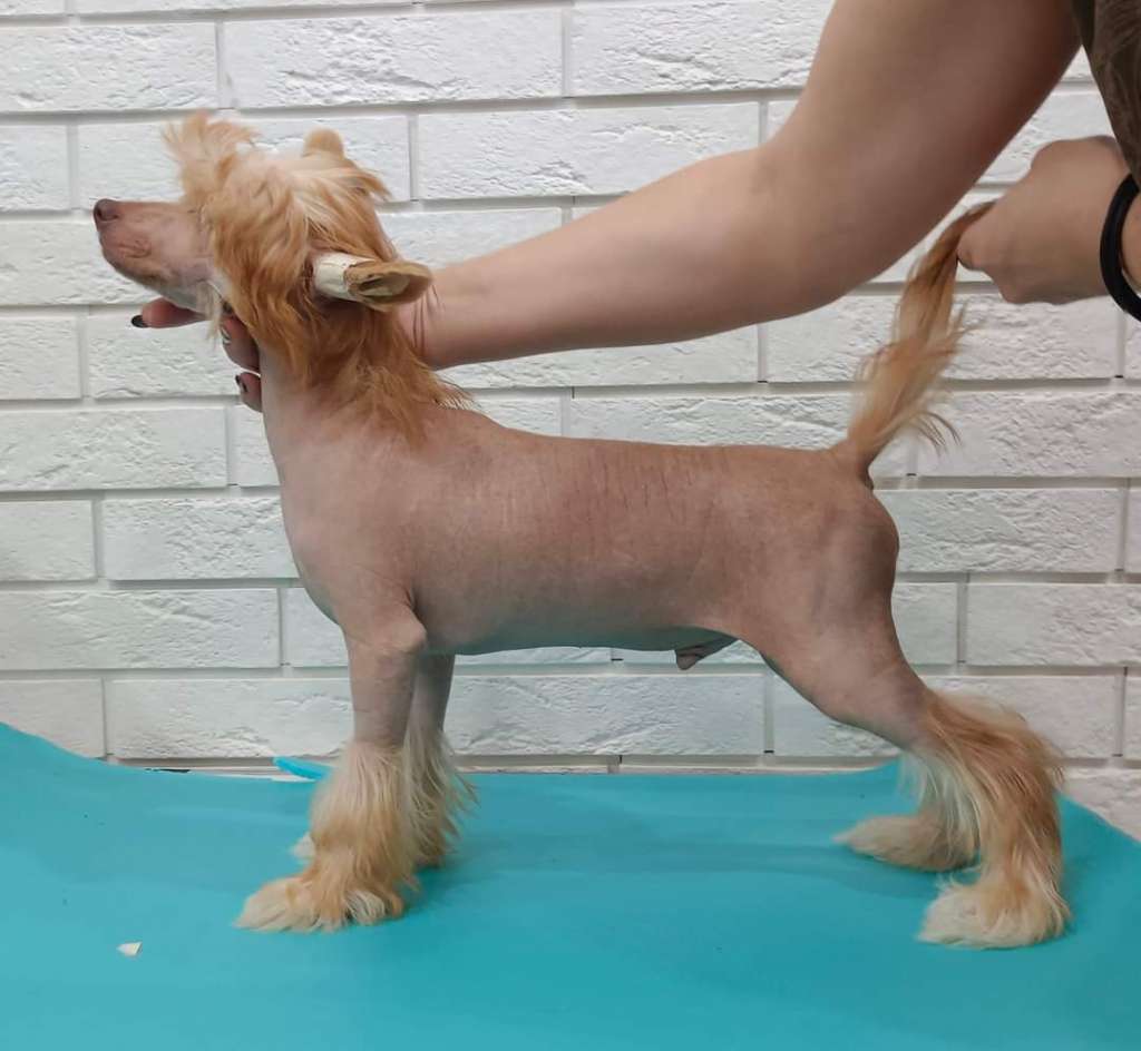 Ilatani Style Rockefeller