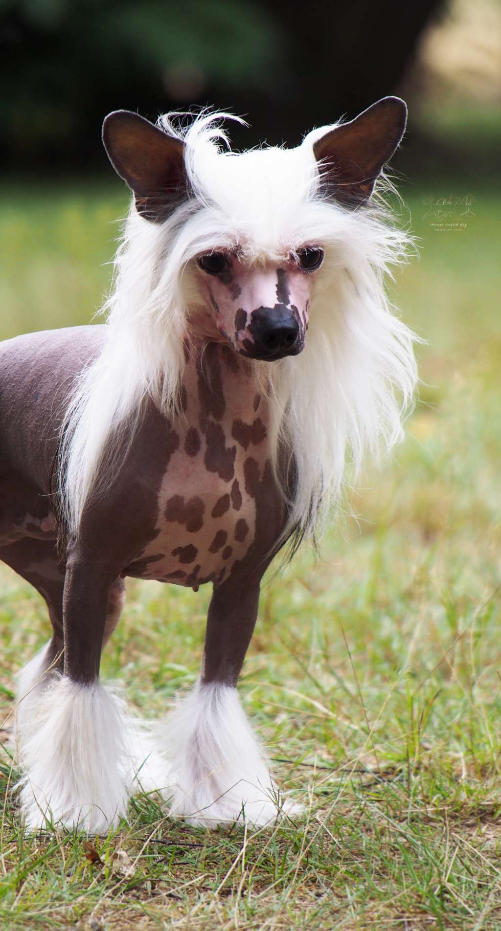 HEIDI ze Zlocistego Raju