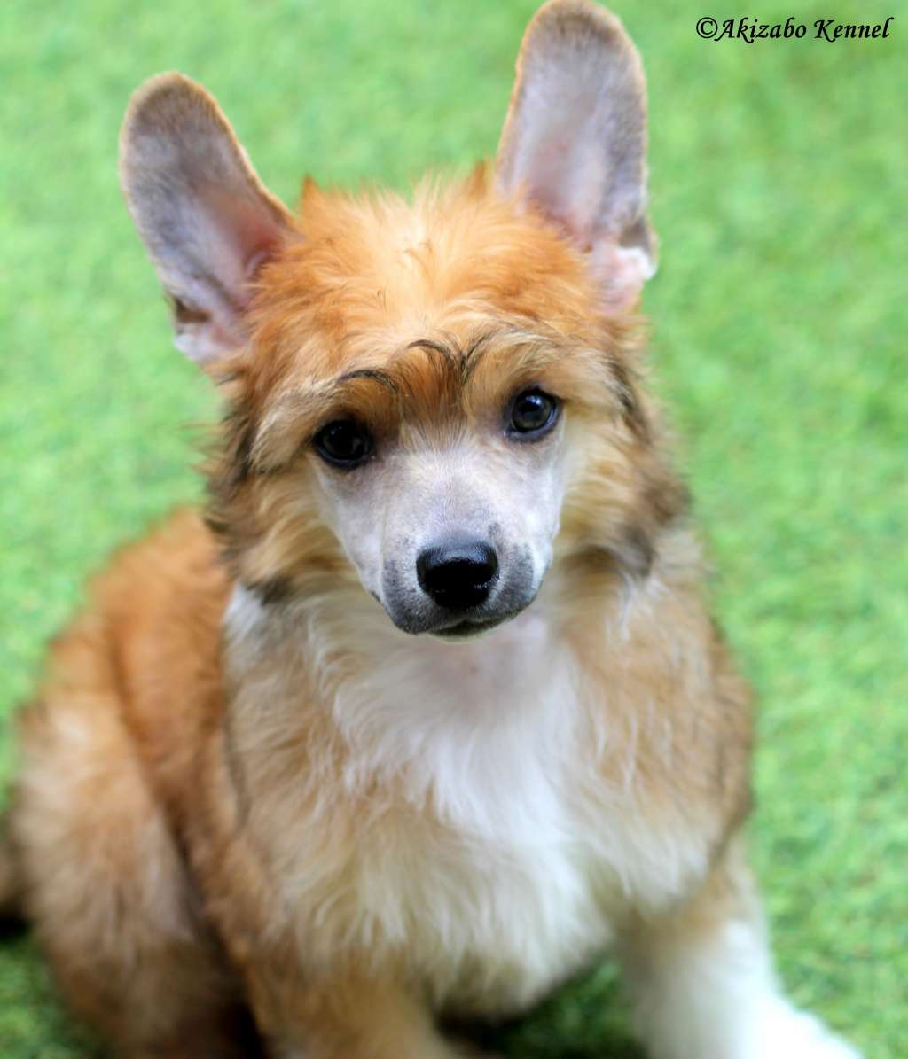 Jak Cie Kocham Akizabo