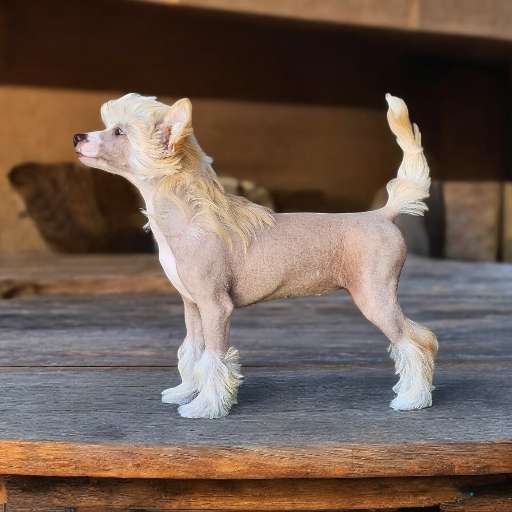 Paris Hilton Gambitas