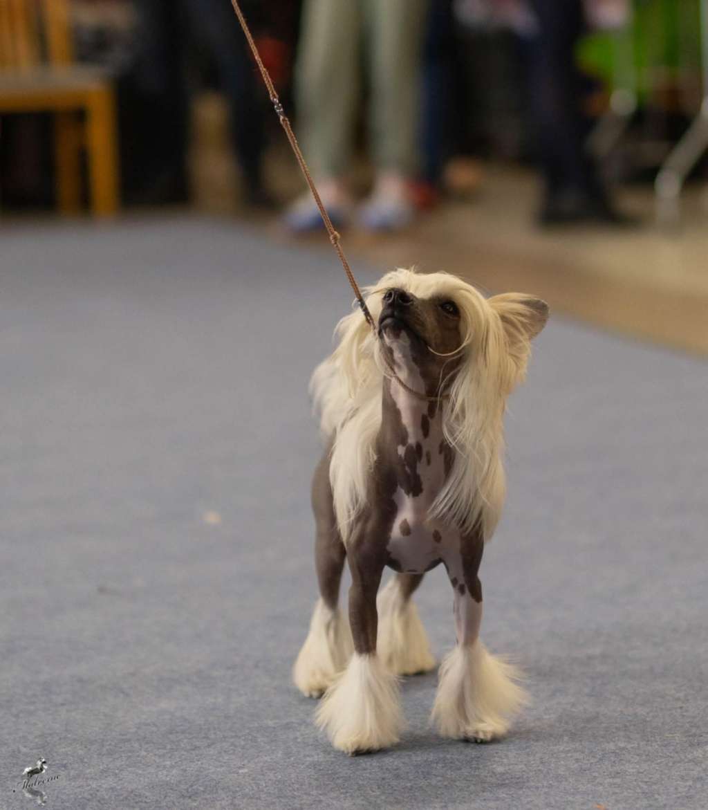 Vivat Victory Jemalle