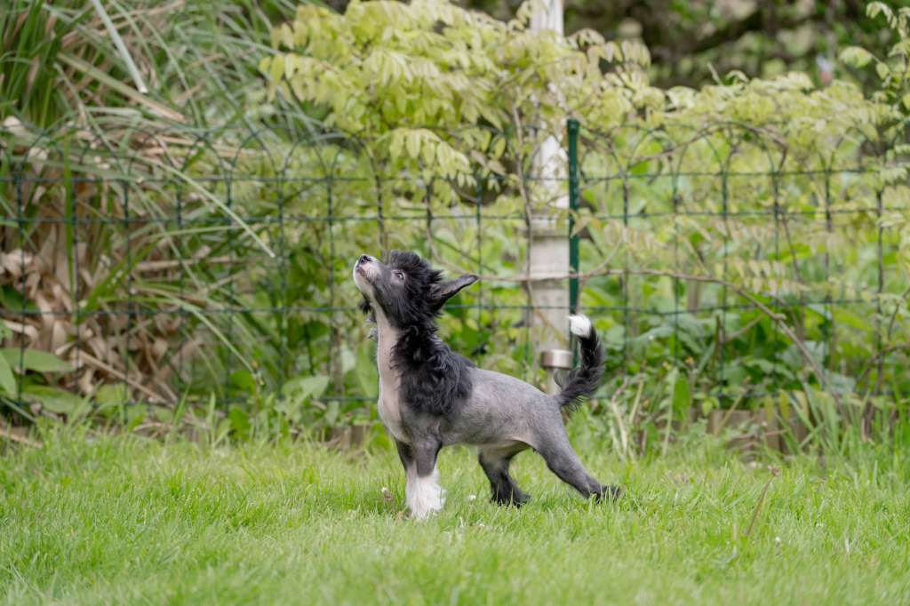 Kuddelmuddel The Bushwalker