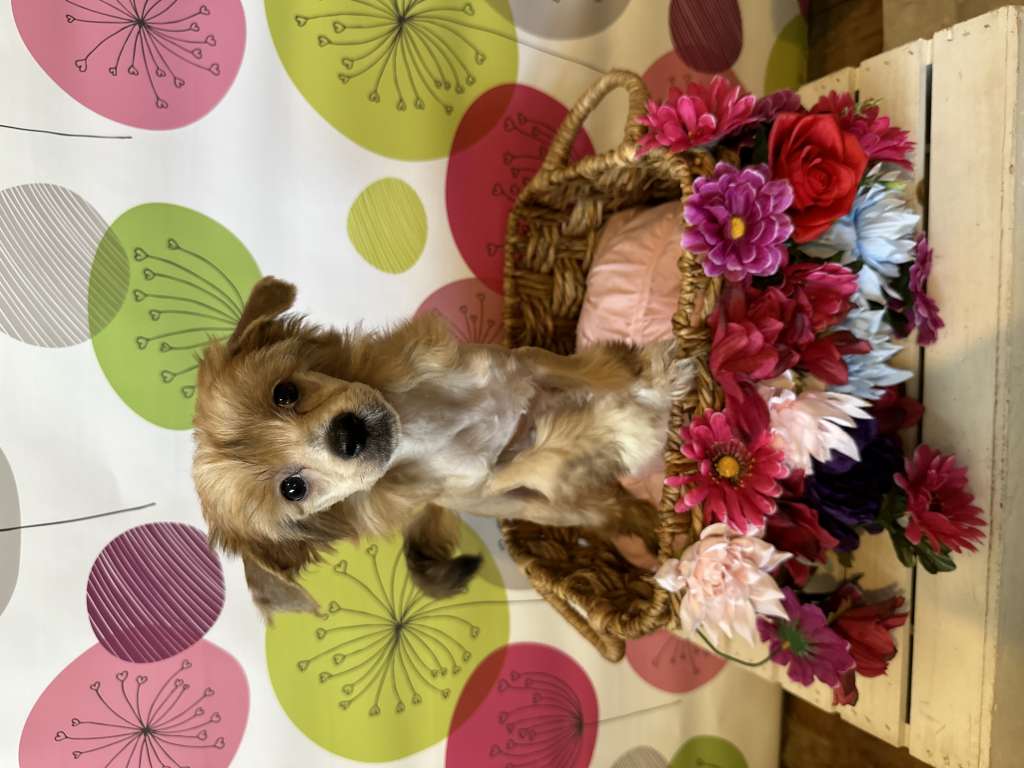 MaeBean Twix Up My Sleeve